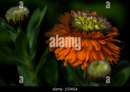 Licht gebadet Calendula Officinalis - Greenheart Orange in das Gartenbeet aus der Dunkelheit. Einige wissen vielleicht, diese als Topf Ringelblumen. Stockfoto