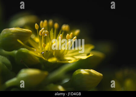 Eine Blume Aeonium Arboreum (Crassulaceae) hautnah mit Wassertropfen, im Freien eingenommen. Auch bekannt als Baum Aeonium, Baum Hauswurz oder Irish Rose. Stockfoto