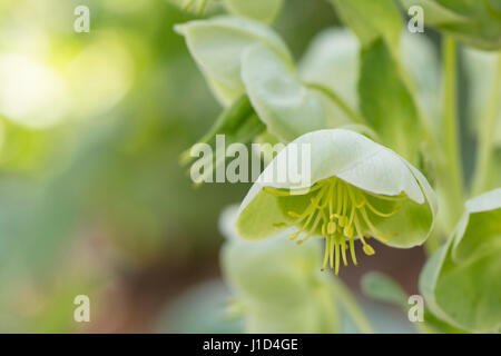 Eine Gruppe von Nieswurz (Helleborus Argutifolius - Butterblume) Blüten, Nahaufnahme, draußen getroffen. Die Blüten sind oben rechts positioniert. Stockfoto