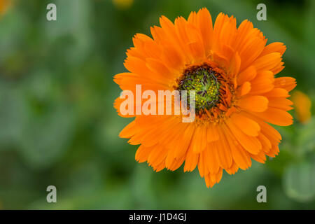 Konzentration auf eine einzelne Calendula Officinalis Greenheart Orange Blume in ein verschwommenes grünen Beet als der Hintergrund. Die Blume liegt an der ri Stockfoto