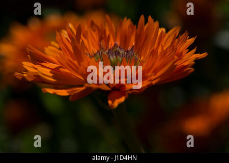 Die Fokussierung auf einen einzigen Calendula officinalis Greenheart Orange in einer unscharfen Garten Bett von anderen calendulas als Hintergrund. Stockfoto