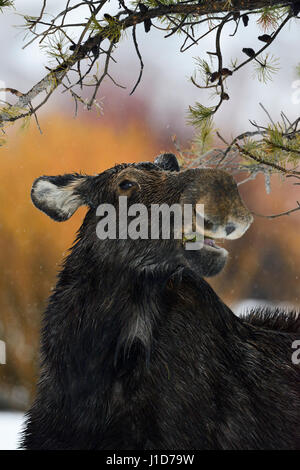 Elch / Elch (Alces Alces), Nahaufnahme, lustige Headshot, Fütterung aus einer Tanne, größere Yellowstone Bereich, Wyoming, USA. Stockfoto