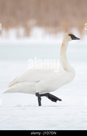 Trompeter Schwan / Trompeterschwan (Cygnus Buccinator), zu Fuß über einen gefrorenen Körper von Wasser, Schnee, Grand Teton National Park, USA. Stockfoto