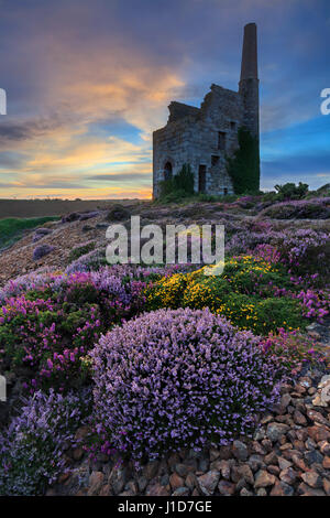 Ein kornisches Maschinenhaus in der Nähe von Porthtowan in Cornwall. Stockfoto