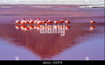Flamingos waten im roten Wasser des Laguna Colorada in Südbolivien Stockfoto