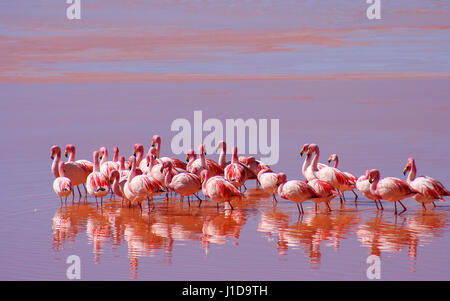 Flamingos waten im roten Wasser des Laguna Colorada in Südbolivien Stockfoto