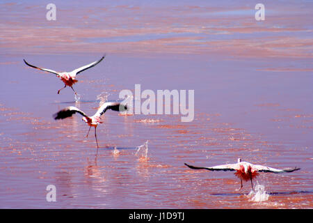 Flamingos über die rote Wasserfläche des Laguna Colorada im südlichen Altiplano, Bolivien Stockfoto
