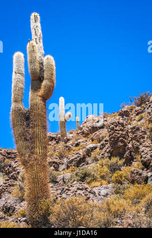 Kaktus wächst auf einer Insel mitten im Salar de Uyuni Stockfoto