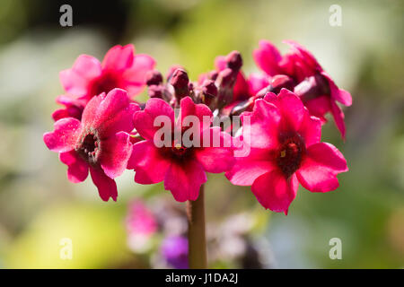 Frühe Blüte der Kandelaber Primula, Primula Japonica 'Millers Crimson', zeigt einen einzigen Wirtel der roten Blüten Stockfoto