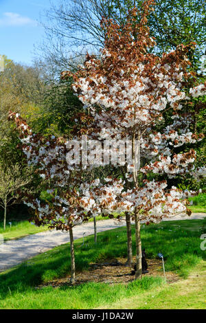 Drei junge Bäume der Zierkirsche, Prunus 'Matsumae-Fuki' ('Chocolate Ice') im Arboretum im Garden House, Devon Stockfoto