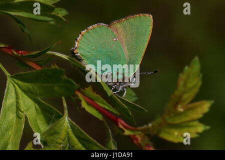 Grüner Zipfelfalter Schmetterling thront auf einem Blatt Weißdorn Stockfoto