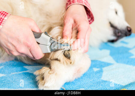 Nahaufnahme des weiblichen Handler Samoyed Hunde Nägel mit einem scharfen Hund Nagelknipser schneiden. Hund auf Handtuch am Küchentisch liegen. Stockfoto