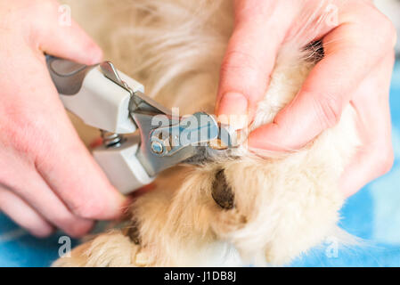 Nahaufnahme des weiblichen Handler Samoyed Hunde Nägel mit einem scharfen Hund Nagelknipser schneiden. Stockfoto