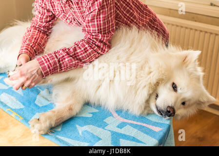 Nahaufnahme des weiblichen Handler Samoyed Hunde Nägel mit einem scharfen Hund Nagelknipser schneiden. Hund auf Handtuch am Küchentisch liegen. Stockfoto