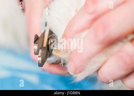 Nahaufnahme des weiblichen Handler Samoyed Hunde Nägel mit einem scharfen Hund Nagelknipser schneiden. Stockfoto