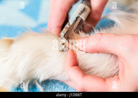 Nahaufnahme des weiblichen Handler Samoyed Hunde Nägel mit einem scharfen Hund Nagelknipser schneiden. Stockfoto