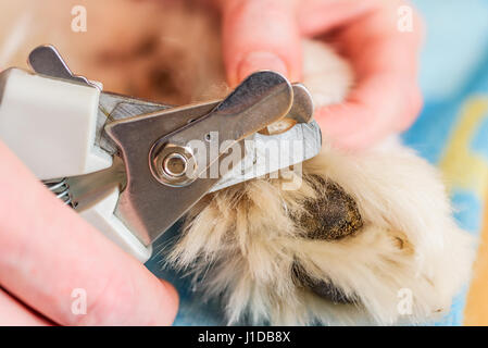 Nahaufnahme des weiblichen Handler Samoyed Hunde Nägel mit einem scharfen Hund Nagelknipser schneiden. Stockfoto