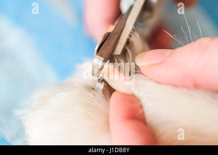 Nahaufnahme des weiblichen Handler Samoyed Hunde Nägel mit einem scharfen Hund Nagelknipser schneiden. Stockfoto