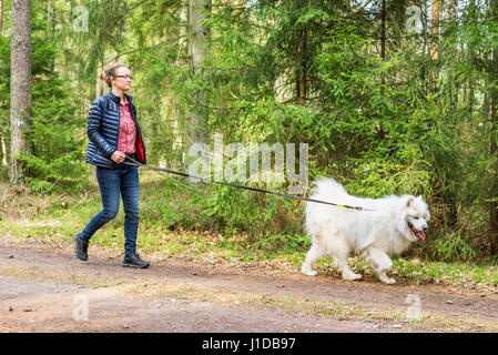 Weibliche Handler ihre Samojeden Hund auf einer Landstraße in den Wald spazieren gehen. Stockfoto