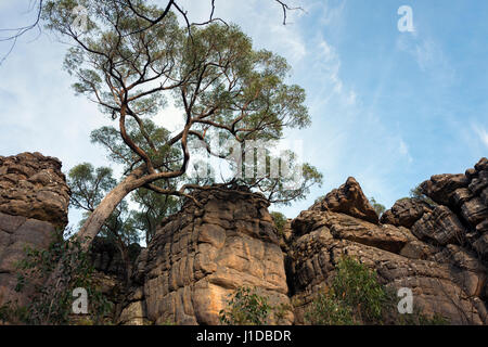 Ein Baum auf Berggipfel Stockfoto