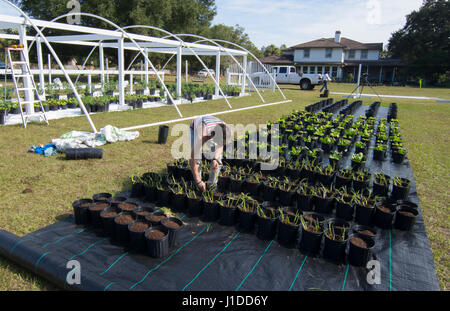 Zentralflorida Bio Garten Hausbau Familie Anbau von Gemüse im Garten für gesunde Ernährung und Essen Bauernhof coop Stockfoto