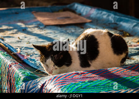 Katze schläft unter den warmen Strahlen der Morgensonne in Medina von Fès, Marokko Stockfoto