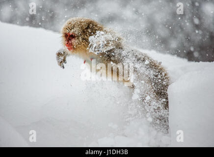 Japanische Makaken springen im Schnee. Japan. Nagano. Jigokudani Affenpark. Stockfoto