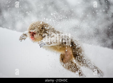 Japanische Makaken springen im Schnee. Japan. Nagano. Jigokudani Affenpark. Stockfoto