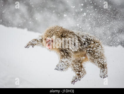 Japanische Makaken springen im Schnee. Japan. Nagano. Jigokudani Affenpark. Stockfoto