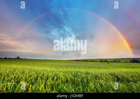 Rainbow over spring field Stockfoto