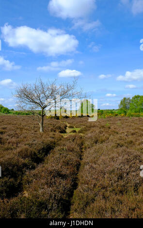 Edmund gemeinsame und Grimston Warren, West Norfolk, england Stockfoto