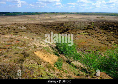 Edmund gemeinsame und Grimston Warren, West Norfolk, england Stockfoto