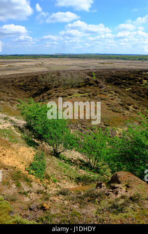 Edmund gemeinsame und Grimston Warren, West Norfolk, england Stockfoto