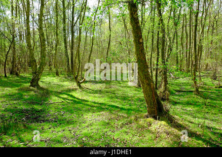 Edmund gemeinsame und Grimston Warren, West Norfolk, england Stockfoto