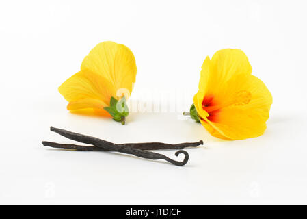 Hibiskusblüten und Vanilleschoten auf weißem Hintergrund Stockfoto