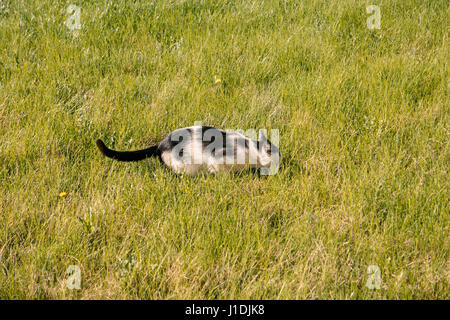 Jagd Katze Gras versteckt Stockfoto