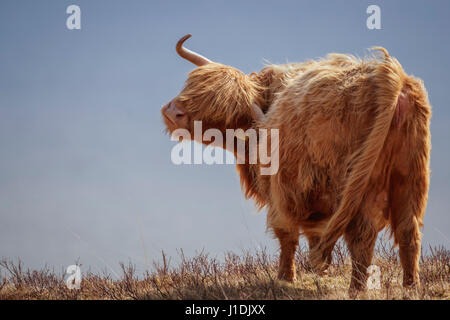 Highland Kuh, Hochlandrinder, behaarte Moo Coo Stockfoto