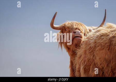 Highland Kuh, Hochlandrinder, behaarte Moo Coo Stockfoto