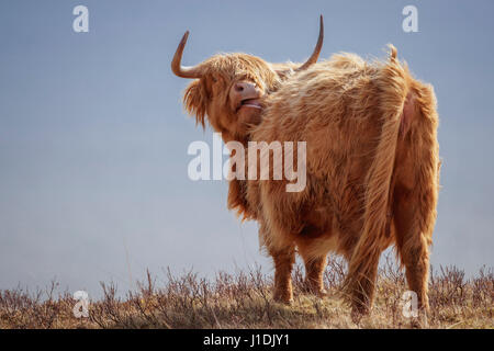 Highland Kuh, Hochlandrinder, behaarte Moo Coo Stockfoto