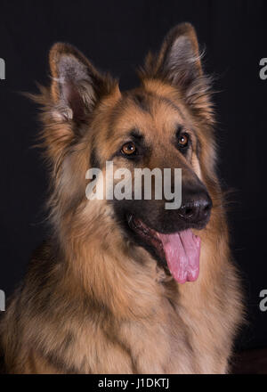 Deutscher Schäferhund Hundekopf Stockfoto