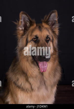 Deutscher Schäferhund Hundekopf Stockfoto