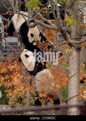 Riesenpandas Mei Xeing und Tian Tian, National Zoo, Washington, DC, 12. November 2007. Stockfoto