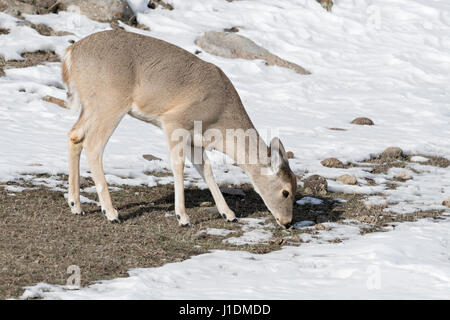 Weiß - angebundene Rotwild / Weisswedelhirsch (Odocoileus Virginianus) im Winter füttern auf dem Rasen, Yellowstone-Gebiet, USA. Stockfoto