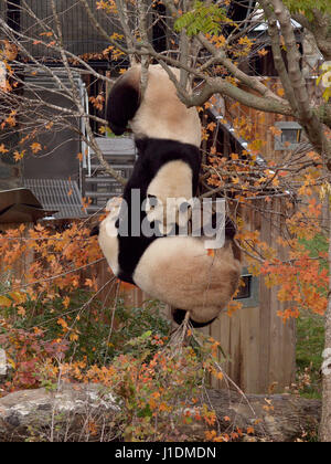 Riesenpandas Mei Xeing und Tian Tian, National Zoo, Washington, DC, 12. November 2007. Stockfoto