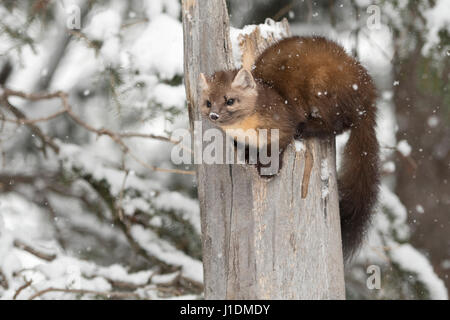 Amerikanische Baummarder / Baummarder / Fichtenmarder (Martes Americana) im Winter bei Schneefall, sitting on Top of a gebrochenen Baum, Yellowstone NP, USA Stockfoto
