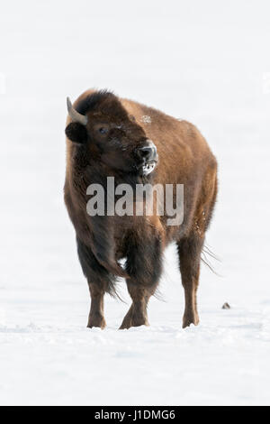 Amerikanischer Bison / Amerikanischer Bison (Bison Bison) im Schnee, gerade gefährlich, bedrohlich, Fotograf, Montana, USA. Stockfoto