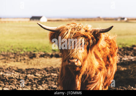 Hochlandrinder Kuh in Schottland Feld Stockfoto