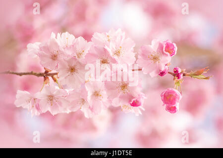 Rosa Frühlings Blüte des Baumes Auszeichnung Kirsche, Prunus Accolade Stockfoto