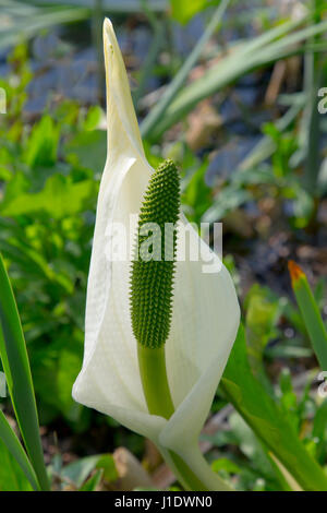 Asiatische Skunk-Kohl Lysichiton camtschatcensis Stockfoto