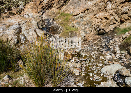 Die Quelle der Sespe Hot Springs steigt aus der Seite eines Berges in der Sespe-Wüste in der Nähe von Ojai, Kalifornien. Stockfoto